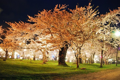 もりまち桜まつり 森観光協会 観光スポット